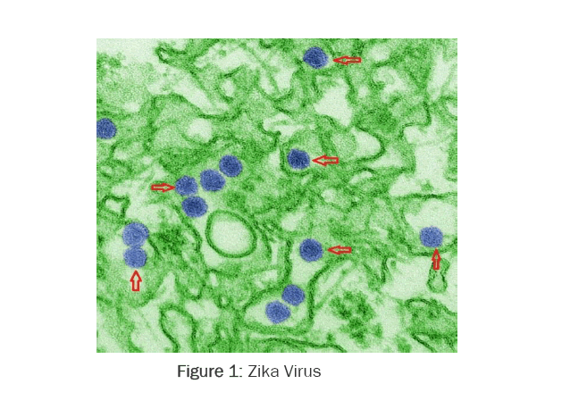 pharmacology-Toxicological-Studies-Zika-Virus