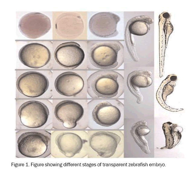 pharmacology-toxicological-Studies-different-stages-transparent-zebrafish-embryo