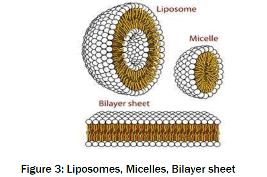 pharmacology-toxicological-studies-Bilayer-sheet