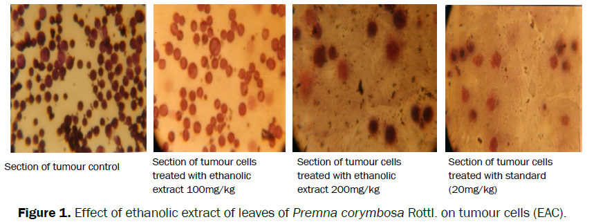 pharmacology-toxicological-studies-Effect-ethanolic-extract-leaves