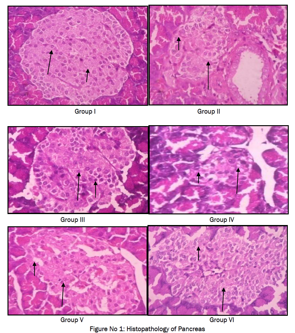 pharmacology-toxicological-studies-Histopathology-Pancreas