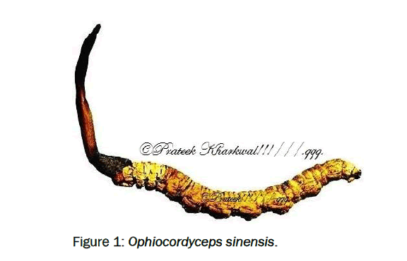 pharmacology-toxicological-studies-Ophiocordyceps-sinensis