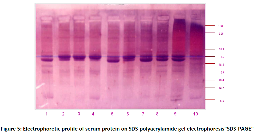 pharmacology-toxicological-studies-SDS-polyacrylamide-gel