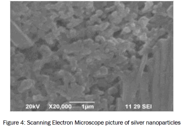 pharmacology-toxicological-studies-Scanning-Electron-Microscope