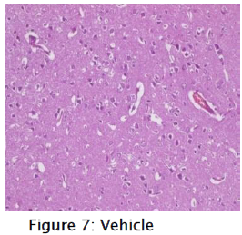 pharmacology-toxicological-studies-Vehicle