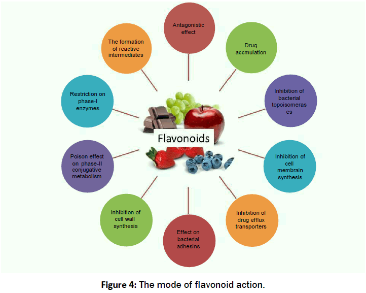 pharmacology-toxicological-studies-flavonoid-action