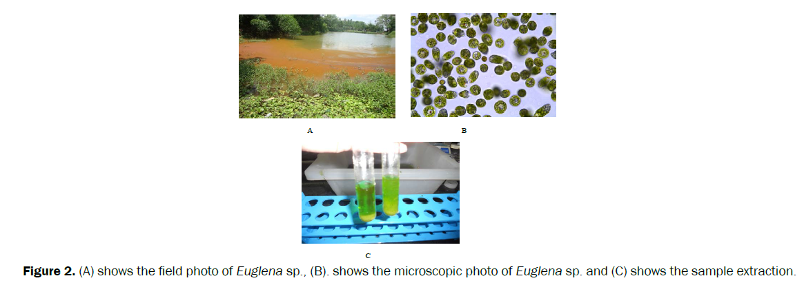 pharmacology-toxicological-studies-microscopic-photo-Euglena