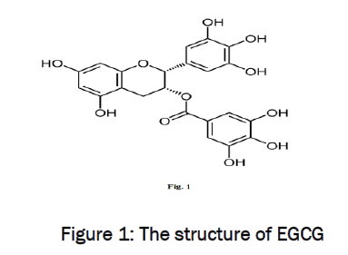 pharmacology-toxicological-studies-structure-EGCG