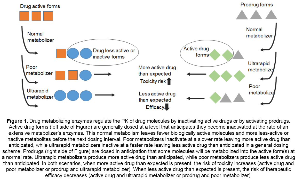 pharmacy-pharmaceutical-sciences-Drug-metabolizing