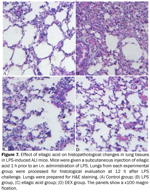 pharmacy-pharmaceutical-sciences-lung-tissues