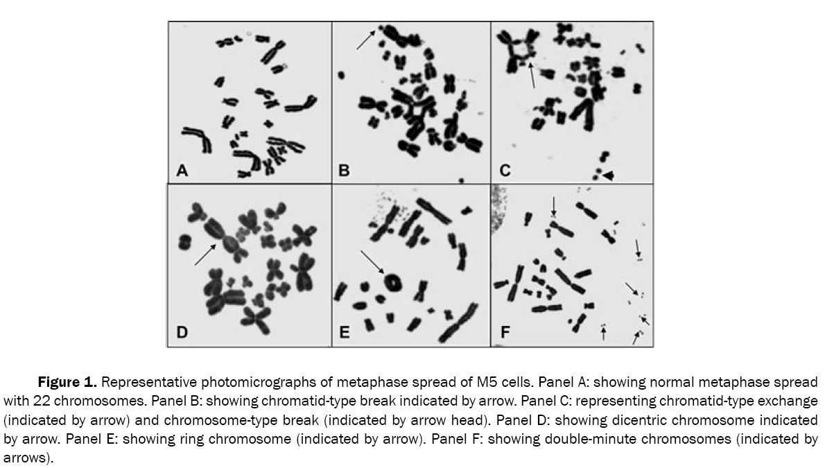 pharmacy-pharmaceutical-sciences-metaphase-spread