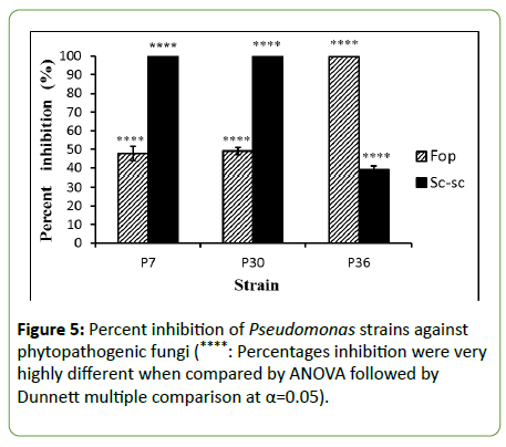 plant-pathology-Pseudomonas