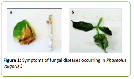 plant-pathology-fungal