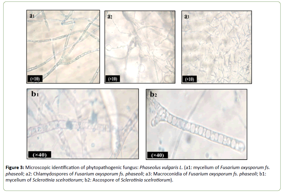 plant-pathology-phytopathogenic