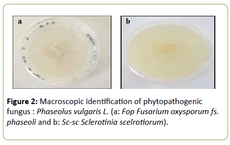 plant-pathology-phytopathogenic