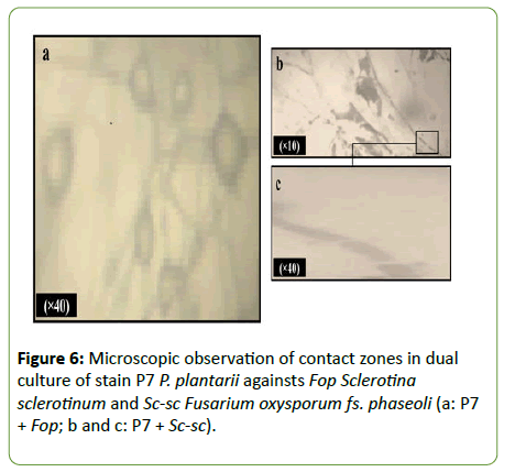 plant-pathology-zones