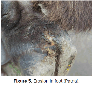 veterinary-sciences-Erosion-foot