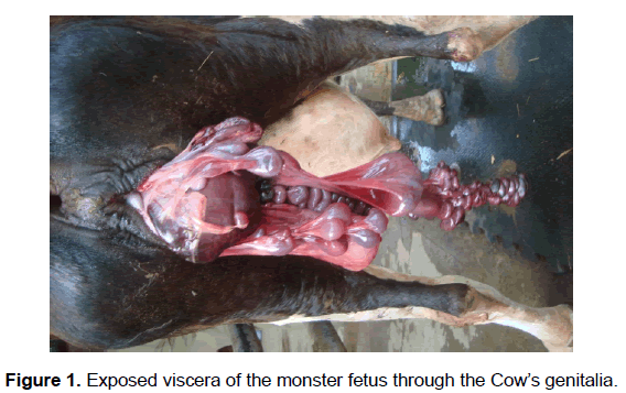 veterinary-sciences-Exposed-viscera