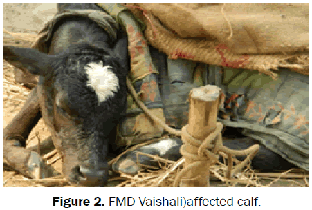 veterinary-sciences-FMD-Vaishali-affected