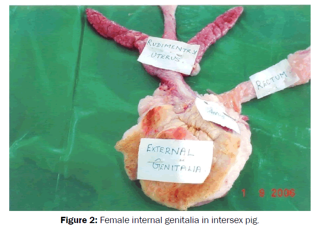veterinary-sciences-Female-internal-genitalia-intersex