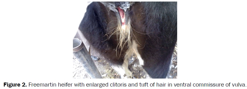 veterinary-sciences-Freemartin-heifer-enlarged-clitoris
