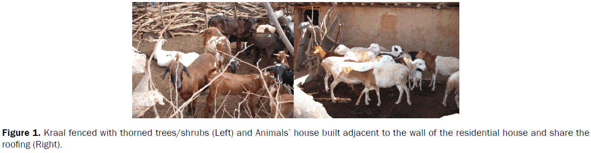 veterinary-sciences-Kraal-fenced