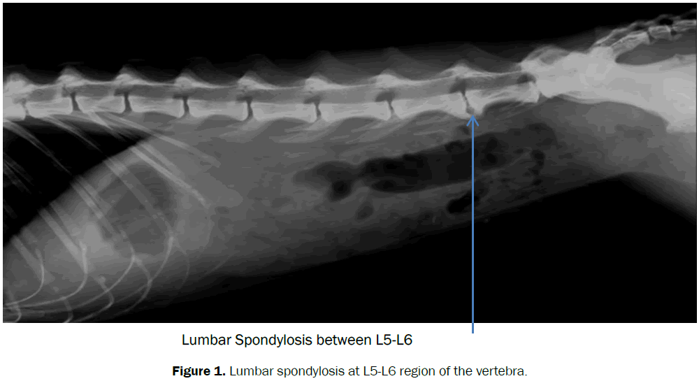 veterinary-sciences-Lumbar-spondylosis