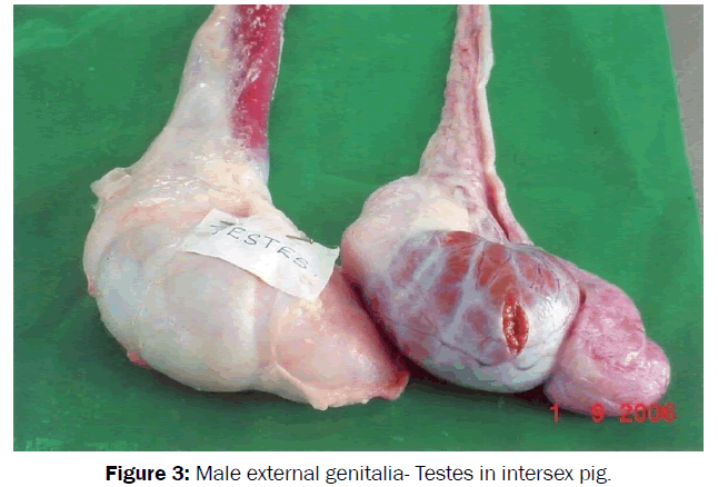 veterinary-sciences-Male-external-genitalia-Testes