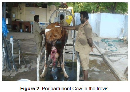veterinary-sciences-Periparturient-Cow