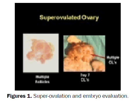 veterinary-sciences-Super-ovulation-embryo-evaluation