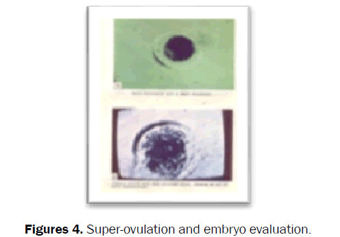 veterinary-sciences-Super-ovulation-embryo-evaluation