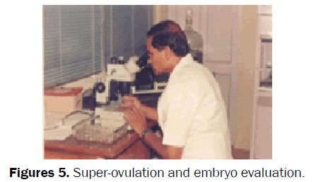 veterinary-sciences-Super-ovulation-embryo-evaluation