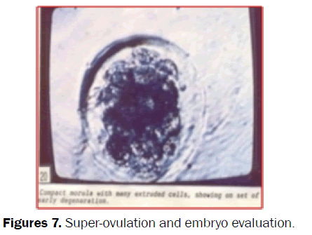 veterinary-sciences-Super-ovulation-embryo-evaluation