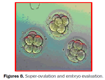 veterinary-sciences-Super-ovulation-embryo-evaluation