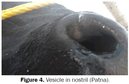 veterinary-sciences-Vesicle-nostril