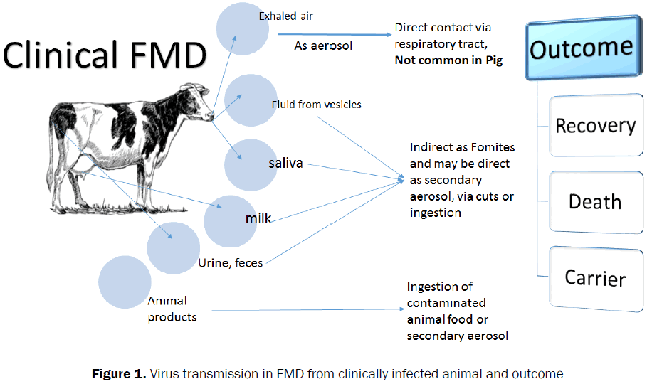 veterinary-sciences-Virus-transmission-FMD
