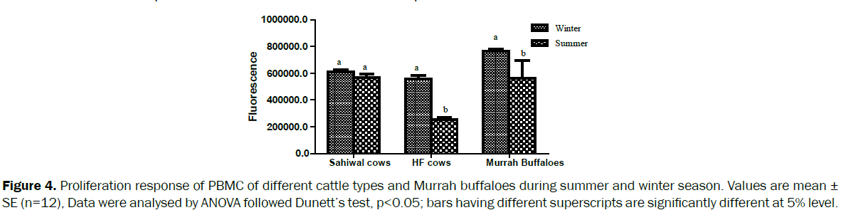 veterinary-sciences-cattle-types-Murrah-buffaloes