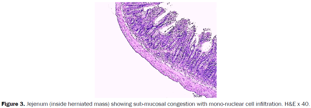 veterinary-sciences-cell-infiltration