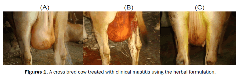 veterinary-sciences-cross-bred-cow