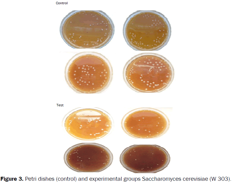 veterinary-sciences-experimental-groups-Saccharomyces-cerevisiae