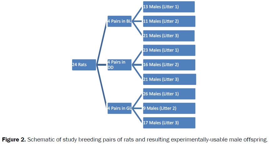 veterinary-sciences-experimentally-usable-male