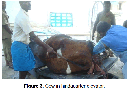 veterinary-sciences-hindquarter-elevator