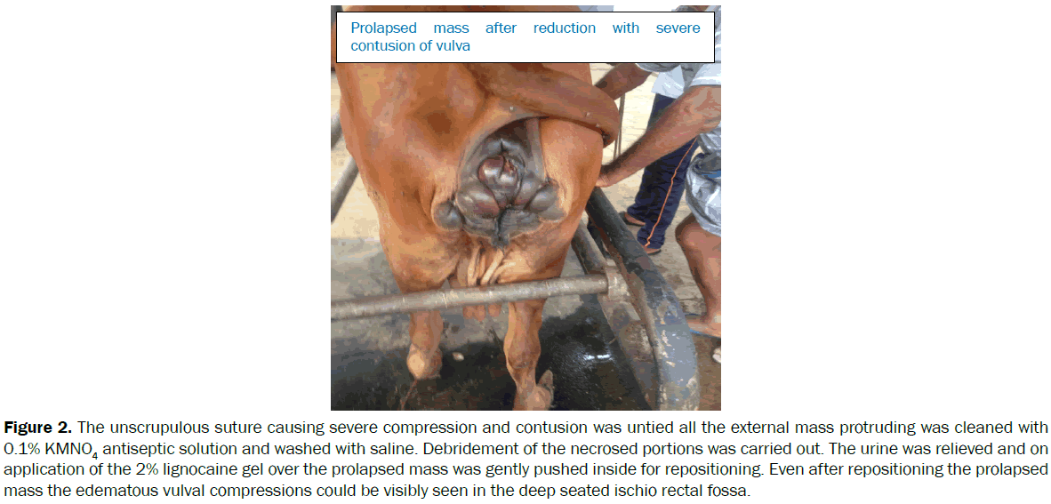 veterinary-sciences-ischio-rectal-fossa