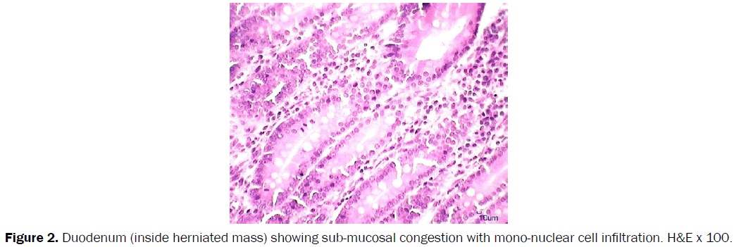 veterinary-sciences-mono-nuclear-cell