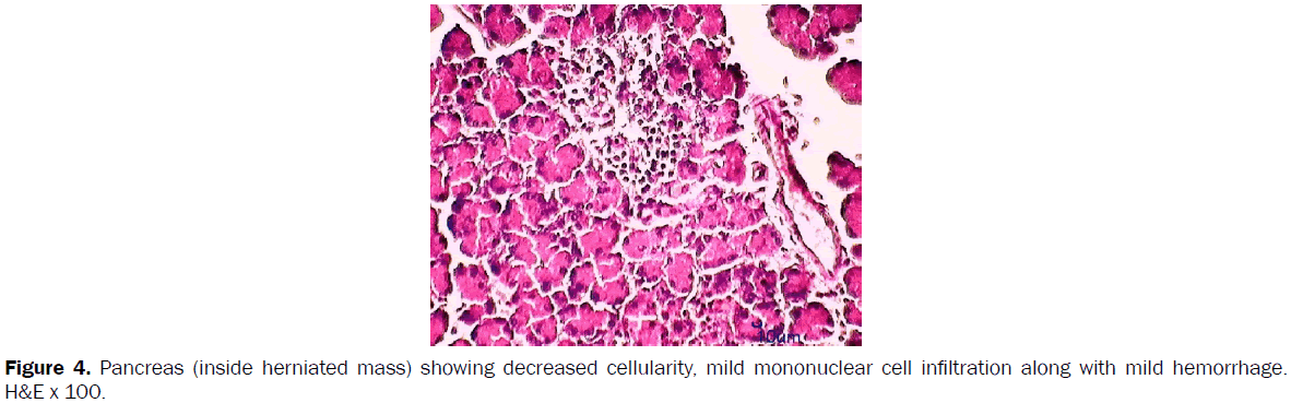 veterinary-sciences-mononuclear-cell-infiltration