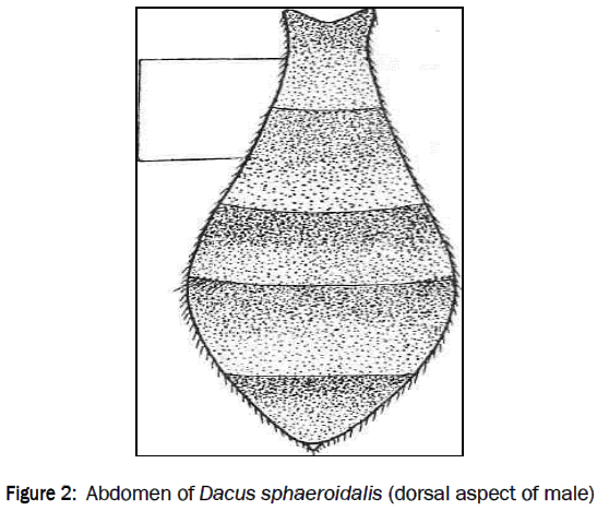 zoological-sciences-Abdomen-Dacus