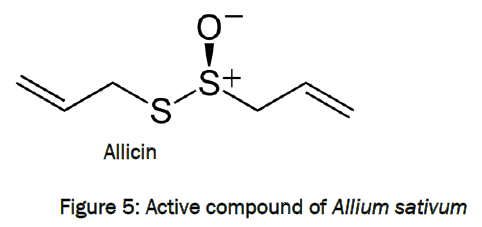 zoological-sciences-Active-compound-Allium-sativum
