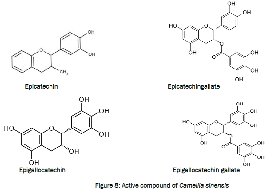 zoological-sciences-Active-compound-Camellia-sinensis