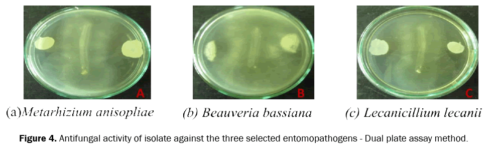zoological-sciences-Antifungal-activity