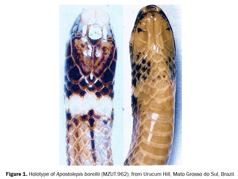 zoological-sciences-Apostolepis-borellii